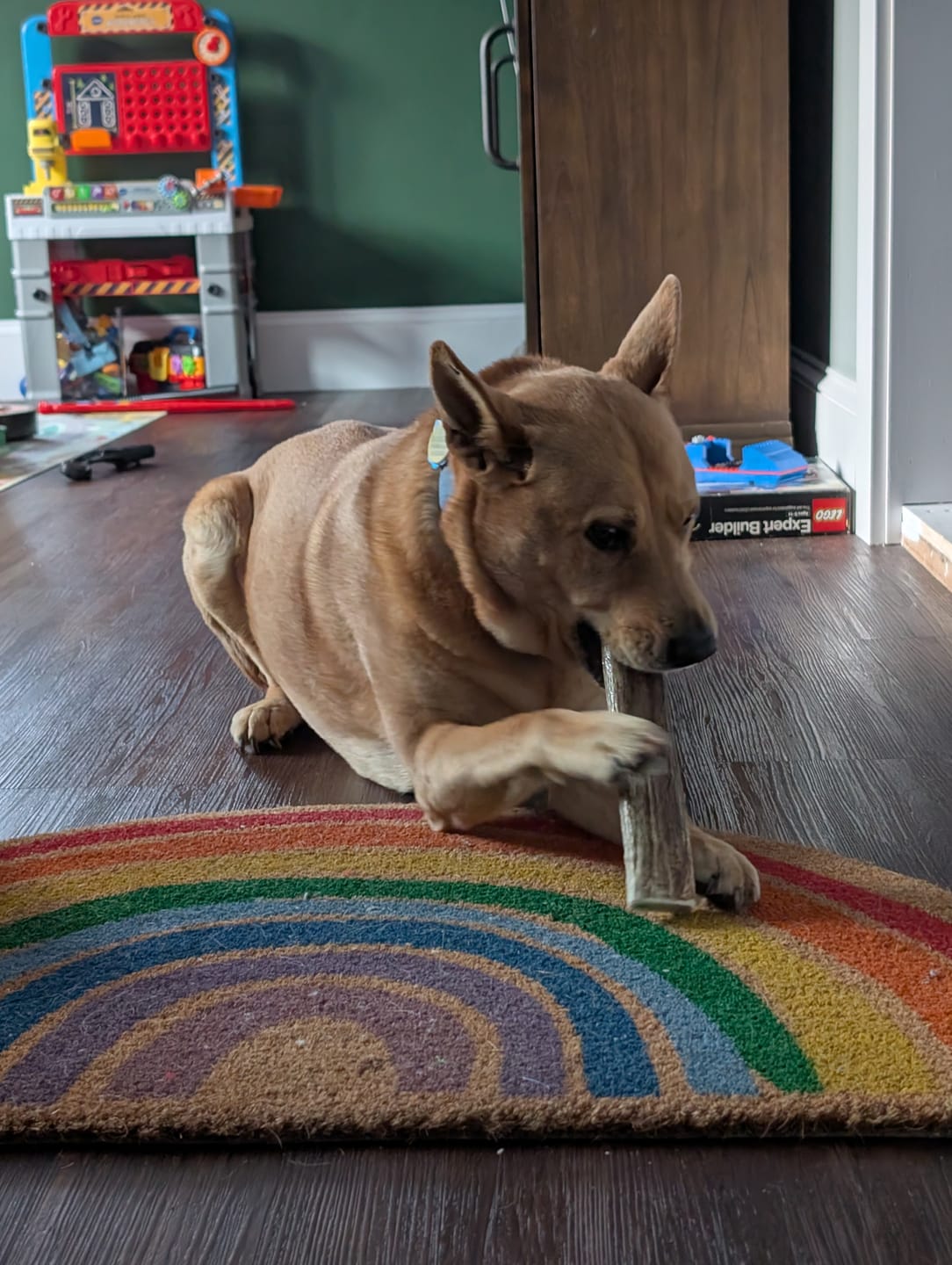 Customer photo review of Large Elk Chew