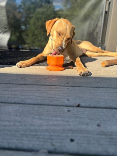 Customer photo review of FreezCup - Long-Lasting Chew Fun