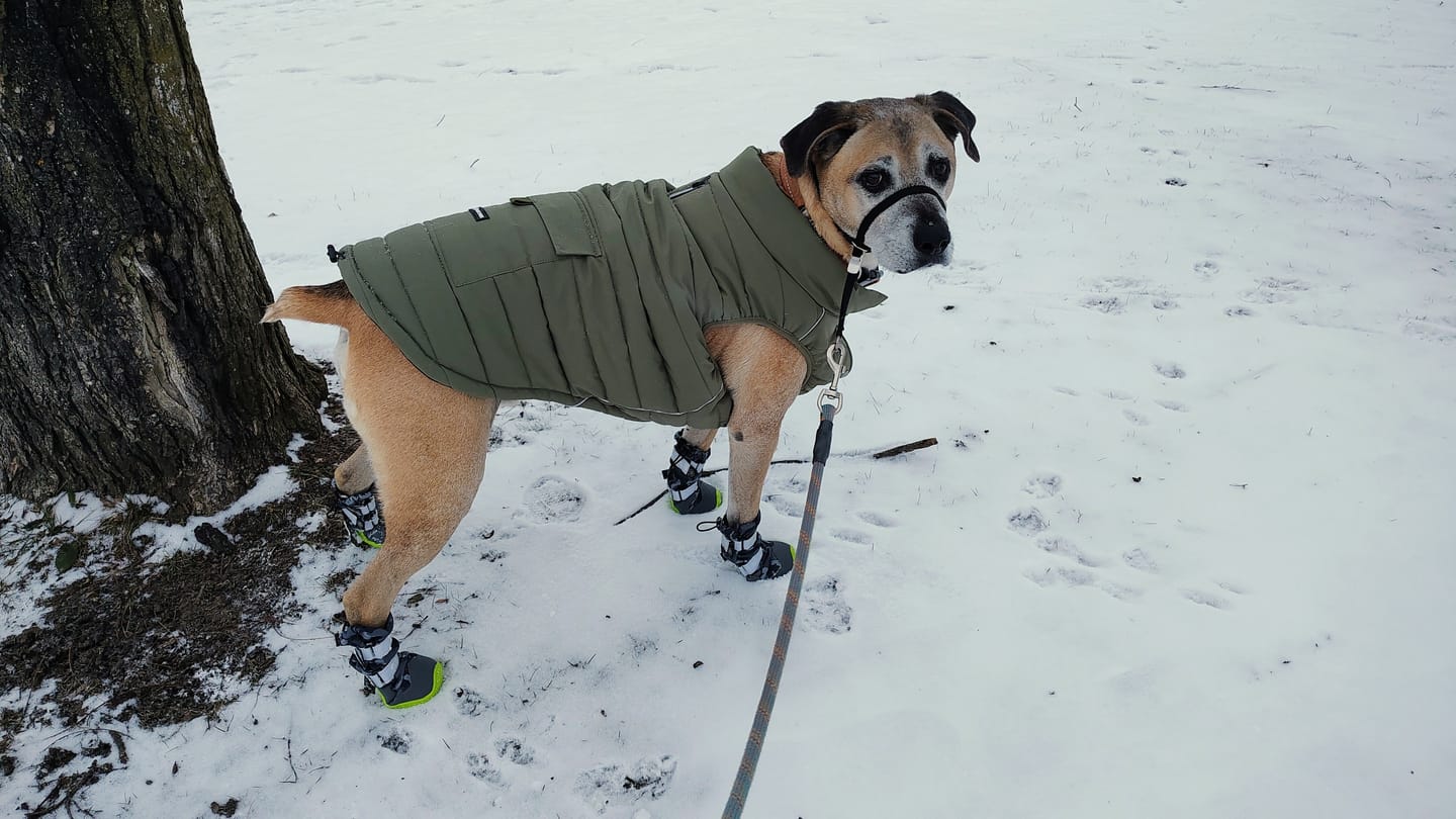 Customer photo review of Flex Shell Waterproof Dog Boots
