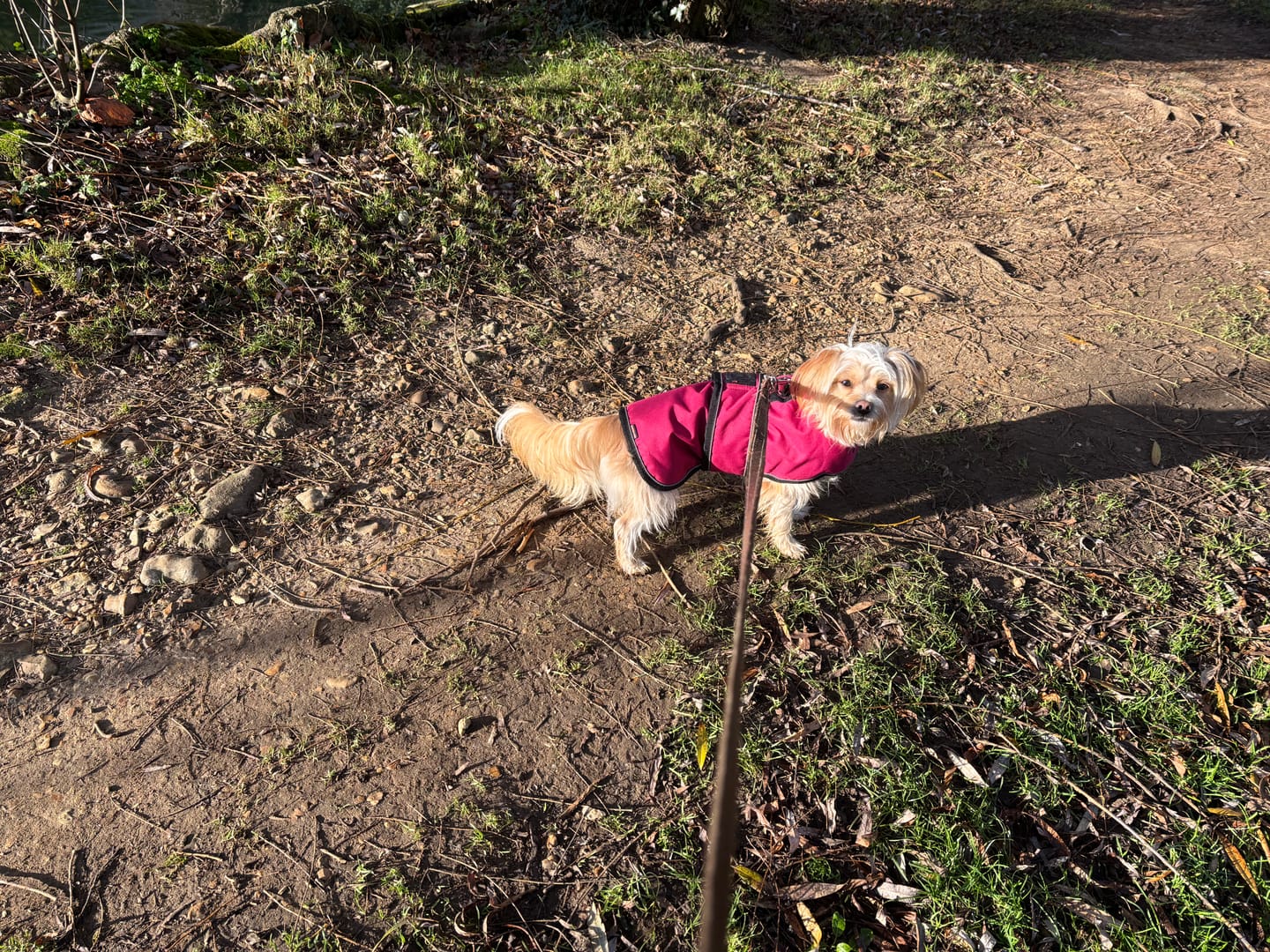 Customer photo review of Trail & Glow® Dog Harness - Mulberry Tweed