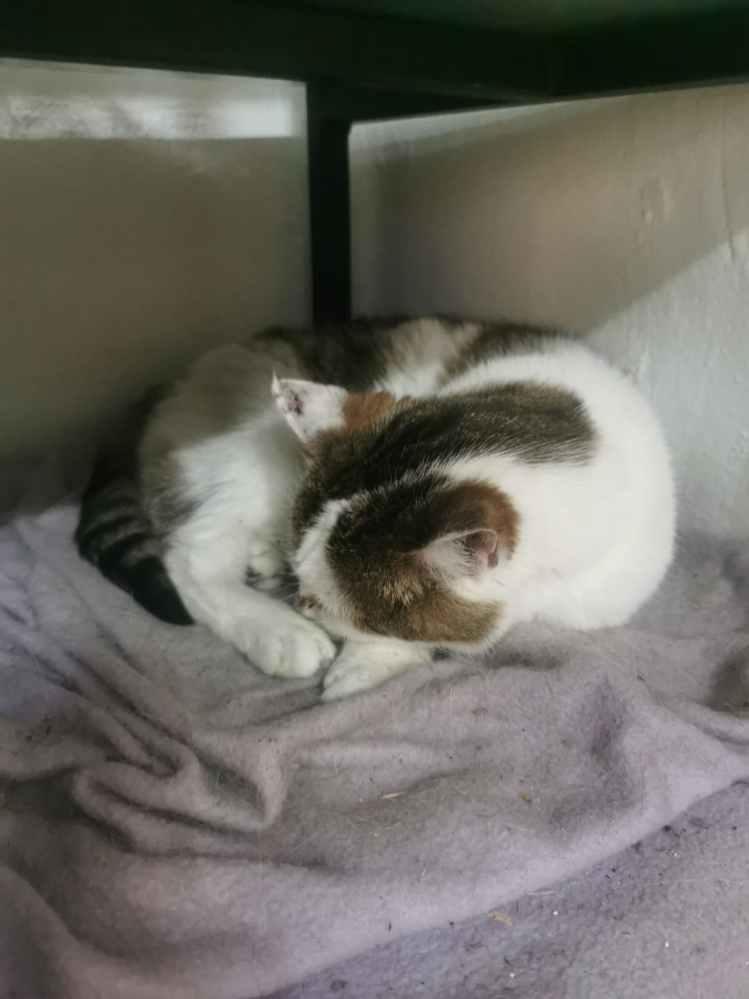Customer photo review of Wurmtest Pro Katze