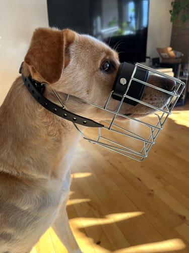 Customer photo review of Maulkorbberatung (online)