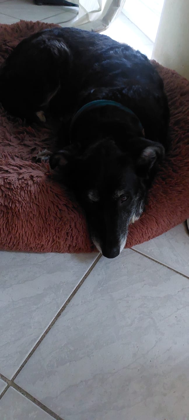 Customer photo review of Strotonin Dog Support