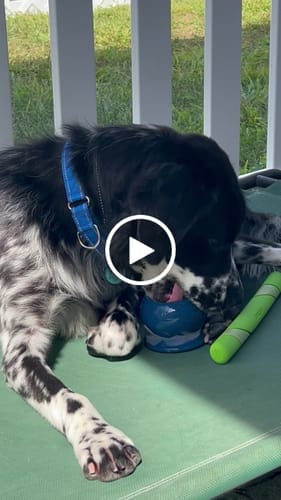 Customer photo review of Freezflower Cup -  Frozen Treat Cup for Calm, Happy Dogs