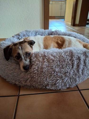Customer photo review of Puppery Hundebett Wolke 7 - Das Original