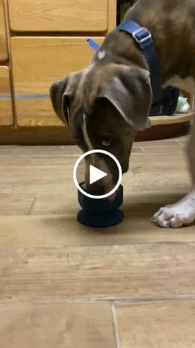Customer photo review of FreezCup - Long-Lasting Chew Fun