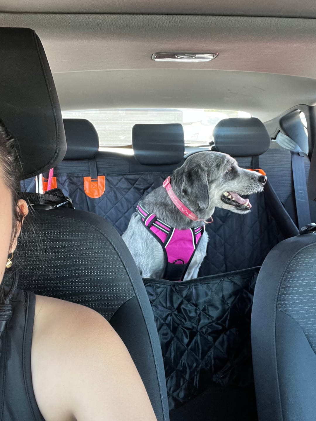 Customer photo review of Funda Impermeable THE DOGS — Auto limpio, perro seguro