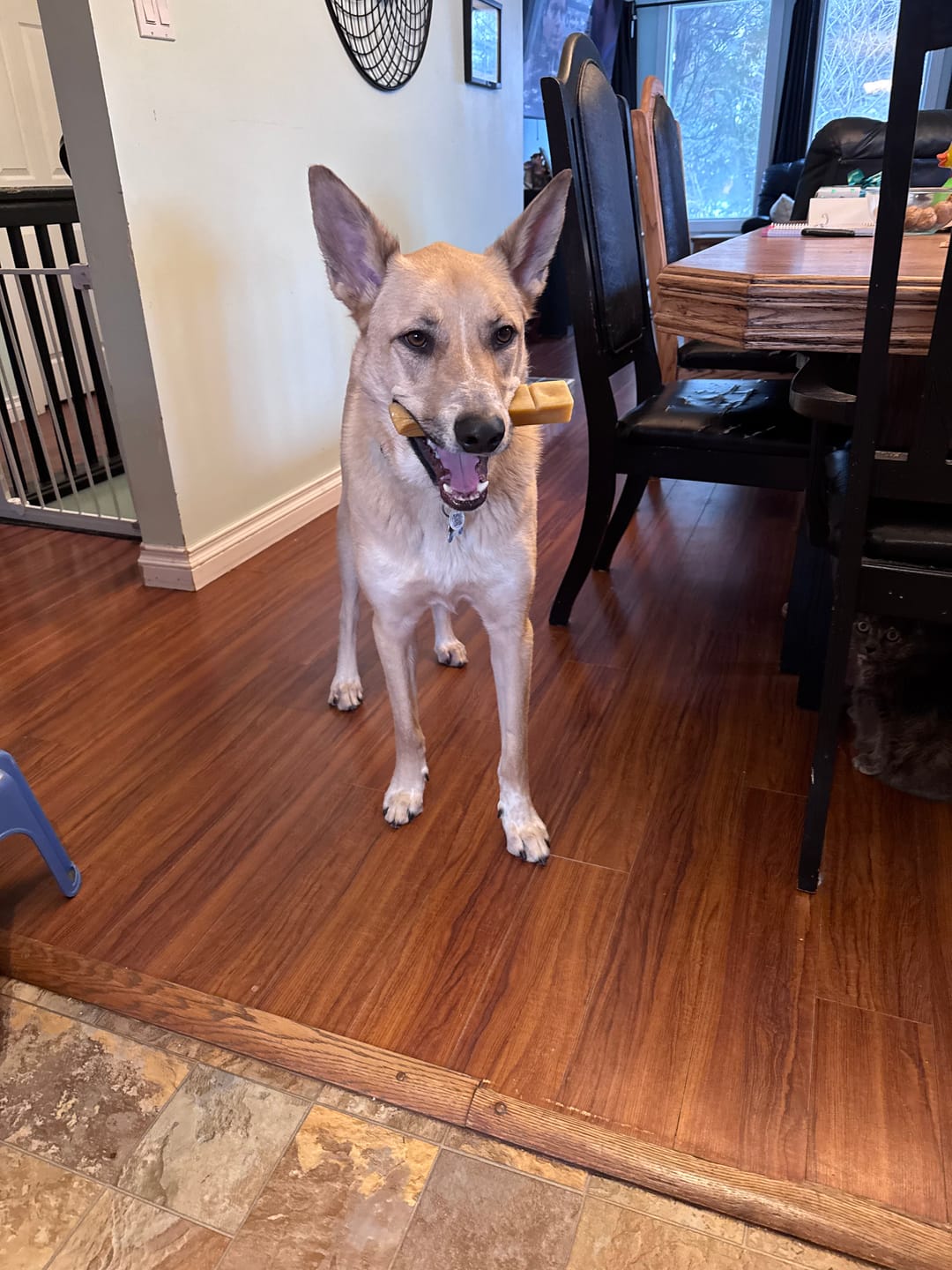 Customer photo review of Himalayan Yak Chew (EXTRA LARGE)
