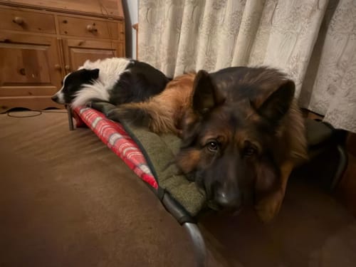 Customer photo review of Woodland Tweed & Bottle Green Velvet Luxury Reversible Pad