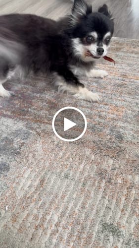 Customer video review of Roo Tendons