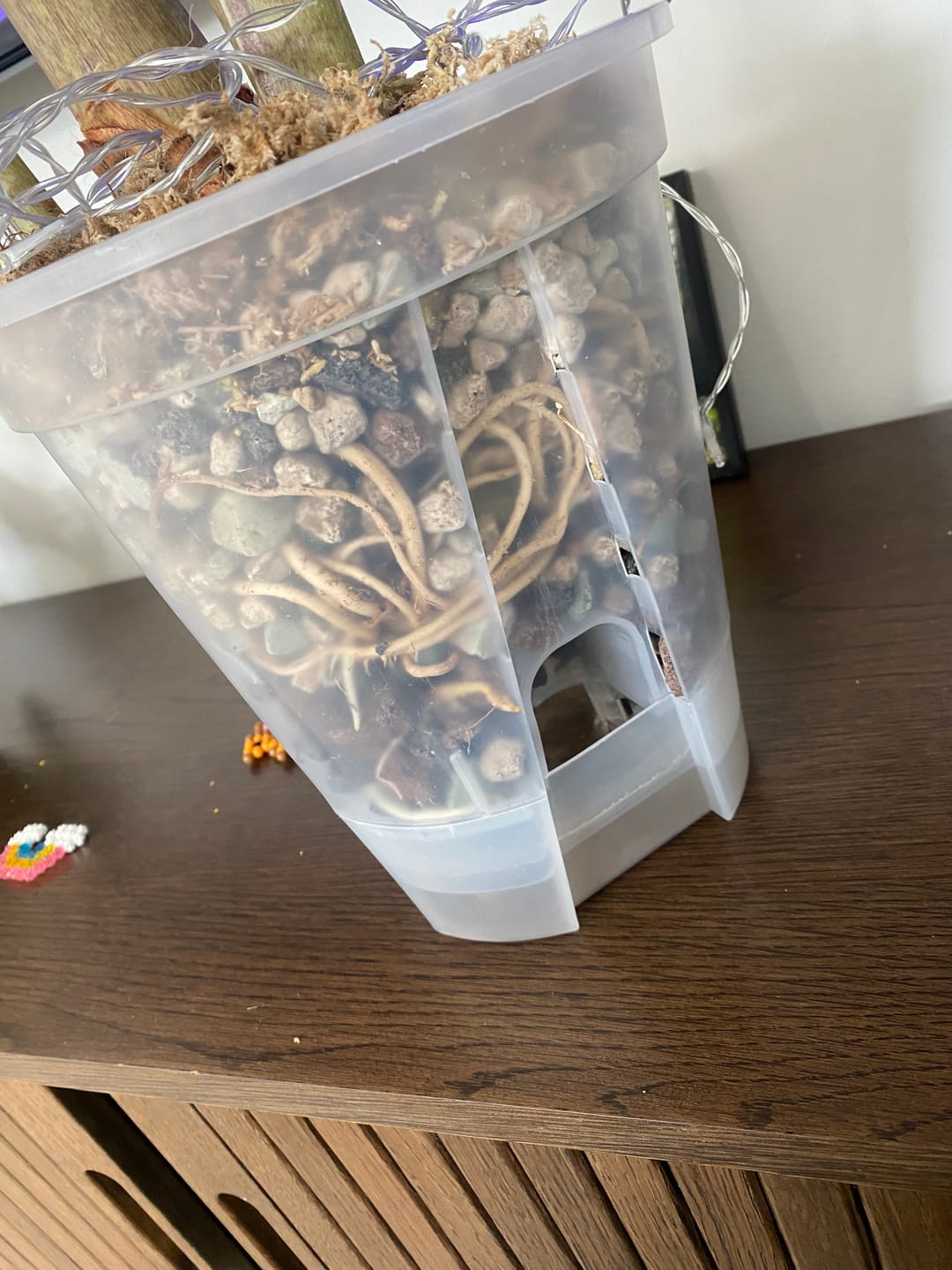 Customer photo review of Clear Self-Watering Plant Pots