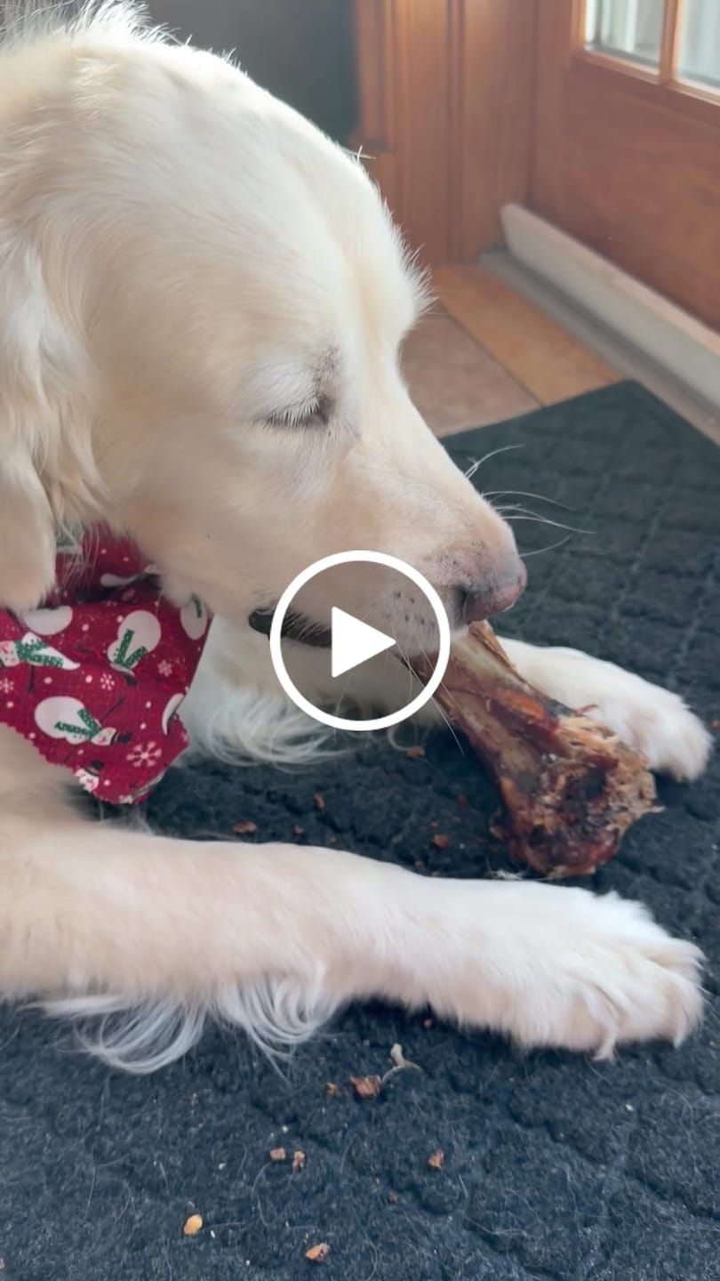Customer video review of Large Ostrich Cane (11.5" x 5"): The Ultimate Long-Lasting Chew for Medium, Large & XL Dogs