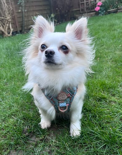 Customer photo review of Disney© Tough Trails™ Harness - Gingerbread Bear Sage