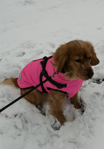 Kundenbewertung mit Foto zu Emmalove - Wasserdichter Hundemantel Extreme