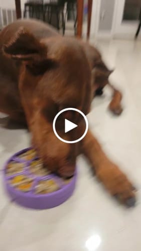 Customer photo review of FreezWheel - Durable Interactive Chew