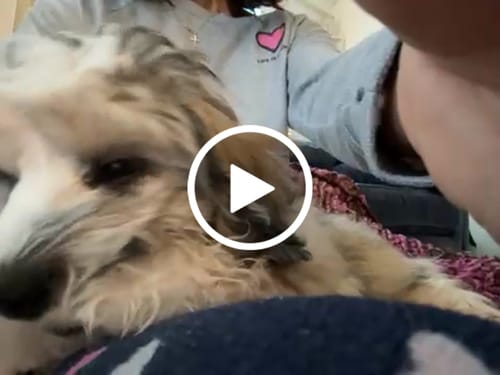 Customer video review of Long-Lasting Yak Chews — 4 Flavor Pack