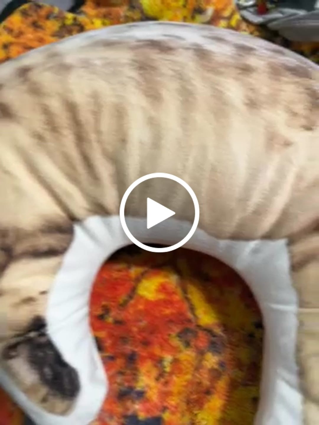 Customer video review of Pet Pillow Looks Like Your Pet, Customize Dog Shaped Pillow with Pet Photo - ThePetPillow