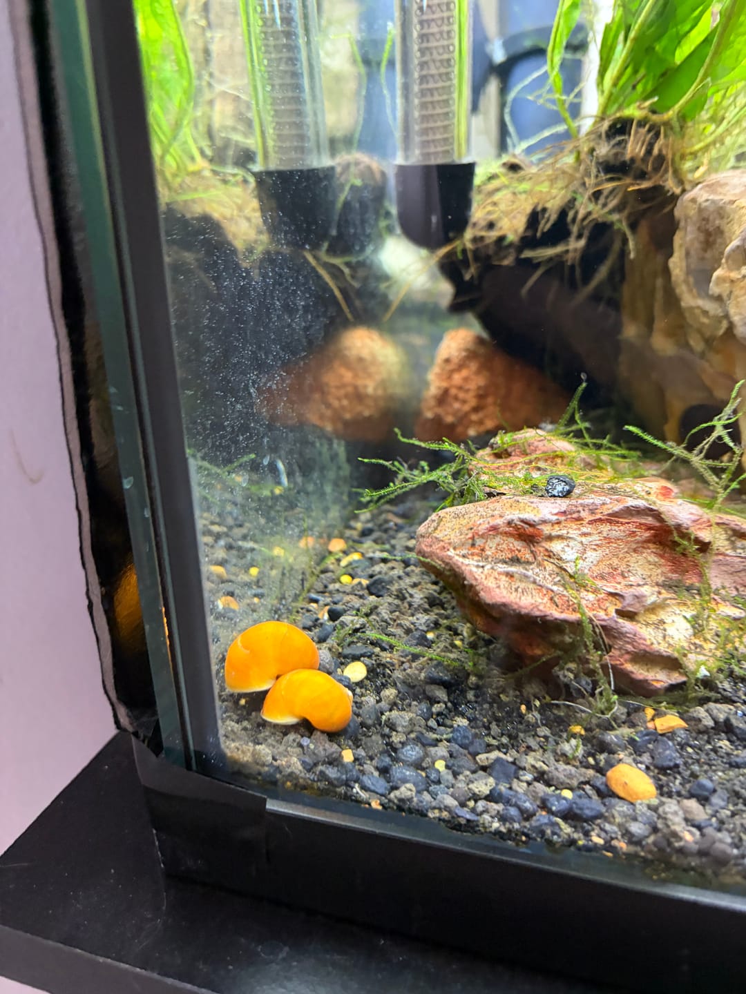 Customer photo review of Gold Mystery Snail