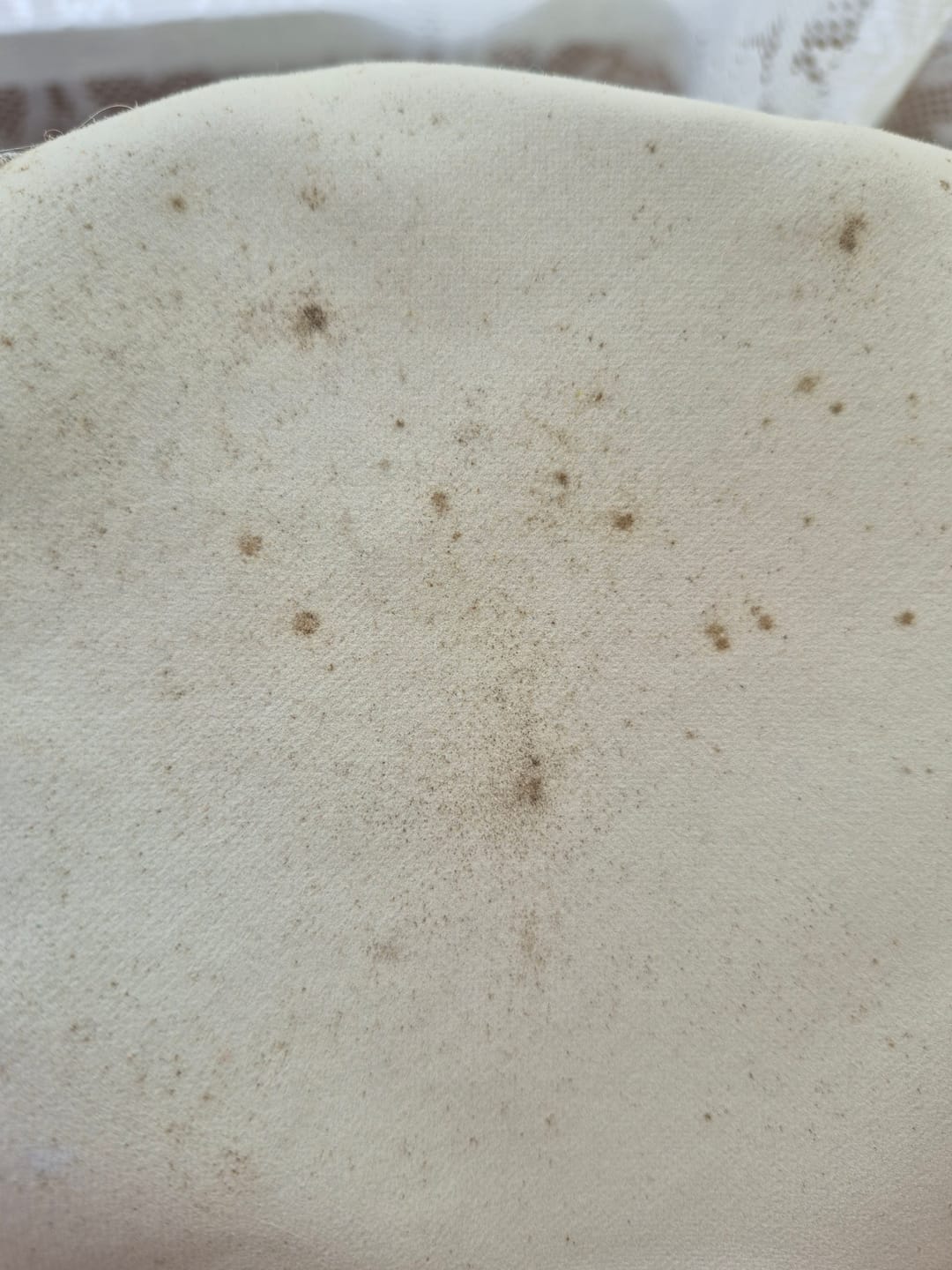 Customer photo review of Curtain Wizard Instant Mould & Mildew Remover
