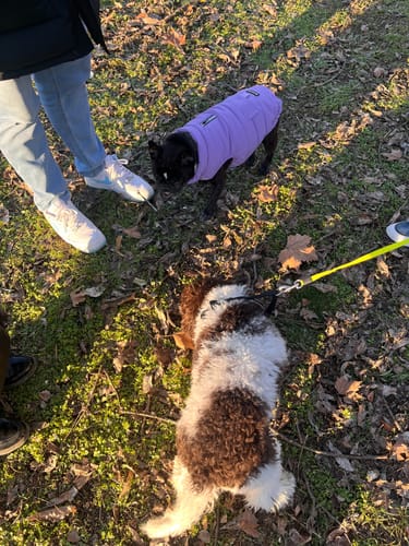 Customer's black dog wearing the lilac WarmShield Jacket standing on a leafy lawn with another dog.