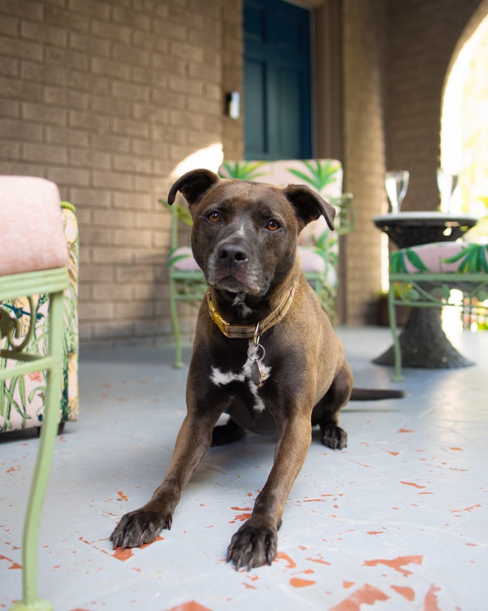 Customer photo review of Canine NutriGreens
