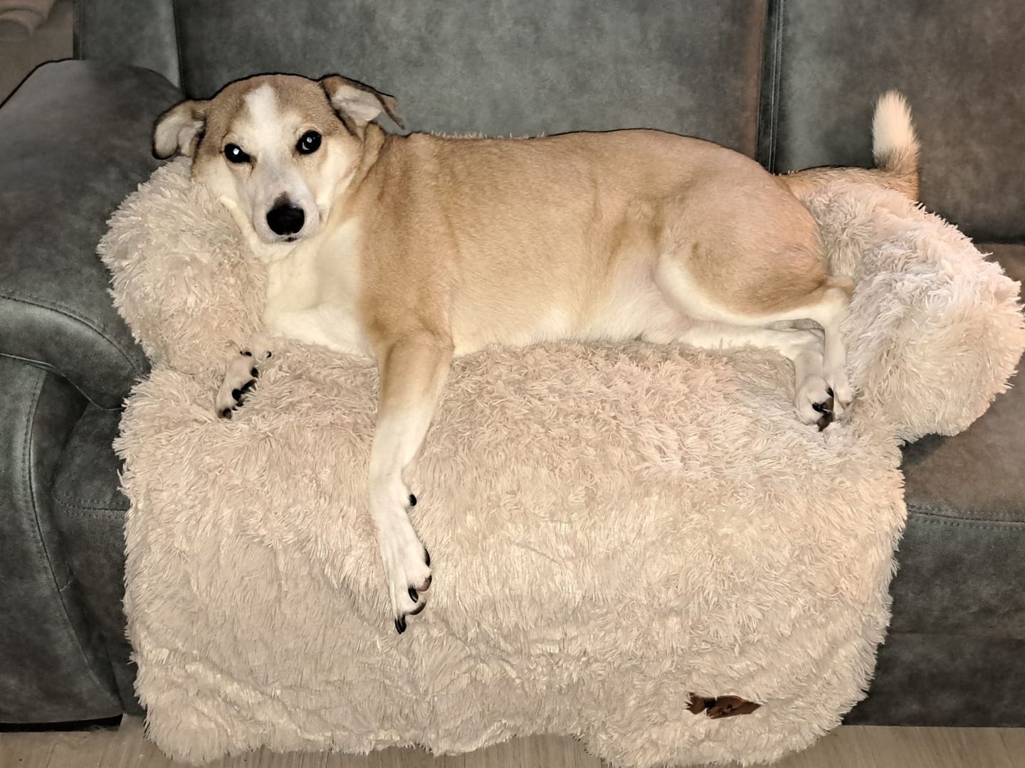 Customer photo review of Pet Perfect Fluffy Hondendeken Bank - Bankbeschermer - Wasbaar