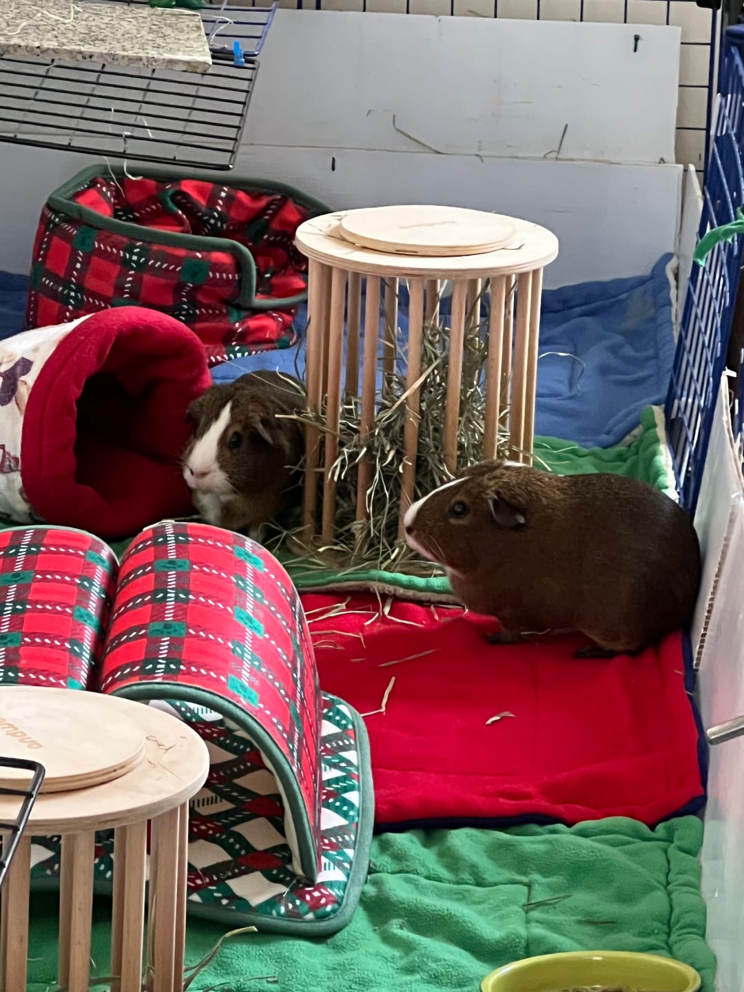 Customer photo review of Double Tunnel | Merry Pigmas