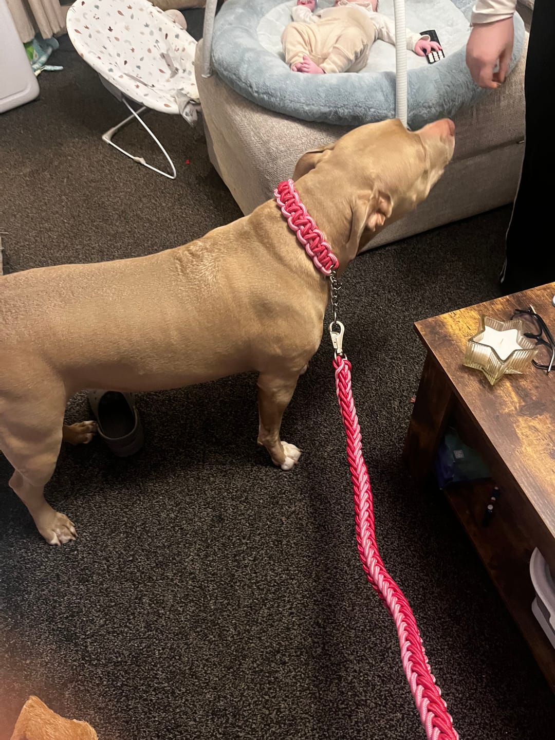 Customer photo review of Paracord Rope Lead Set - Two tone colour
