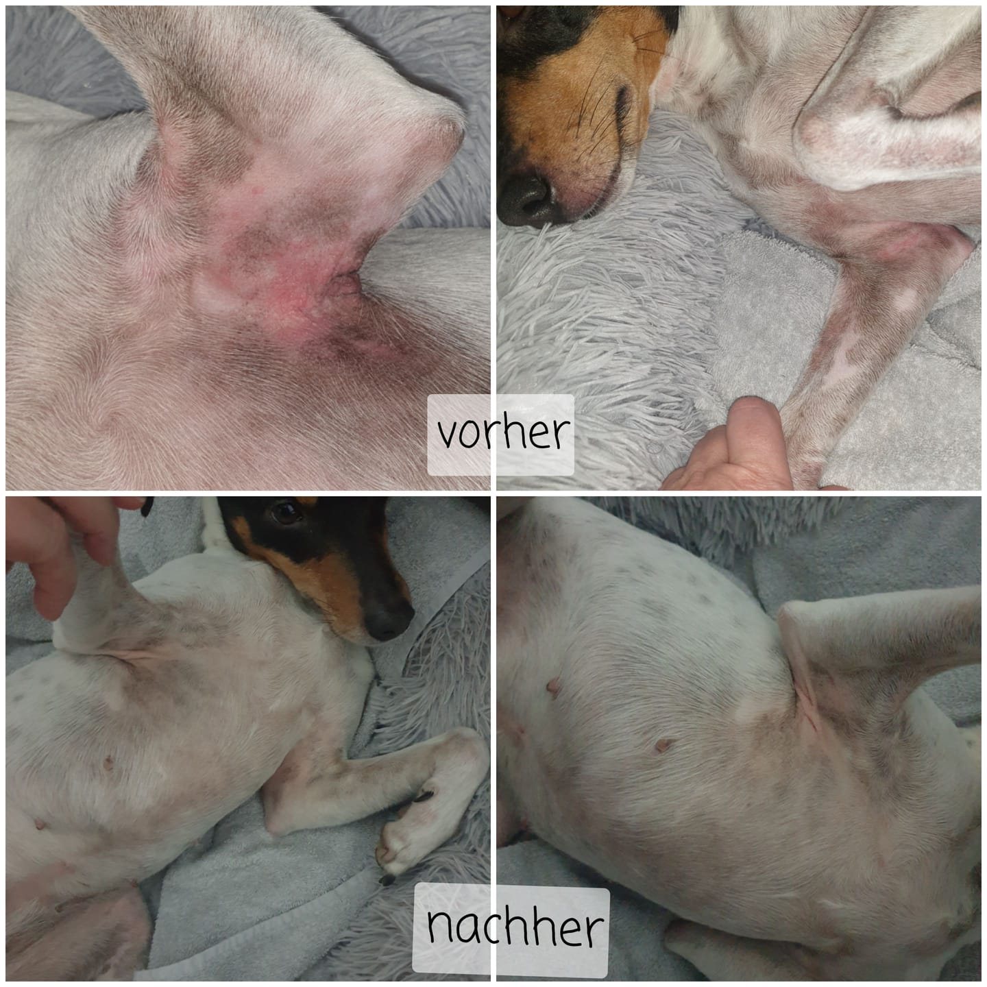 Customer photo review of Allergietest Plus Hund