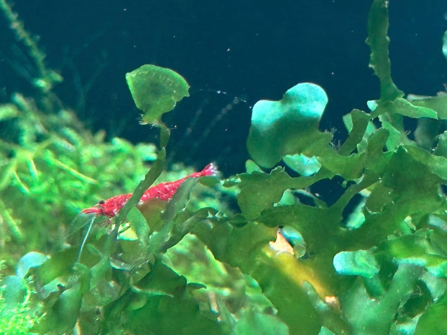 Customer photo review of Rainbow Pack Neocaridina Shrimp