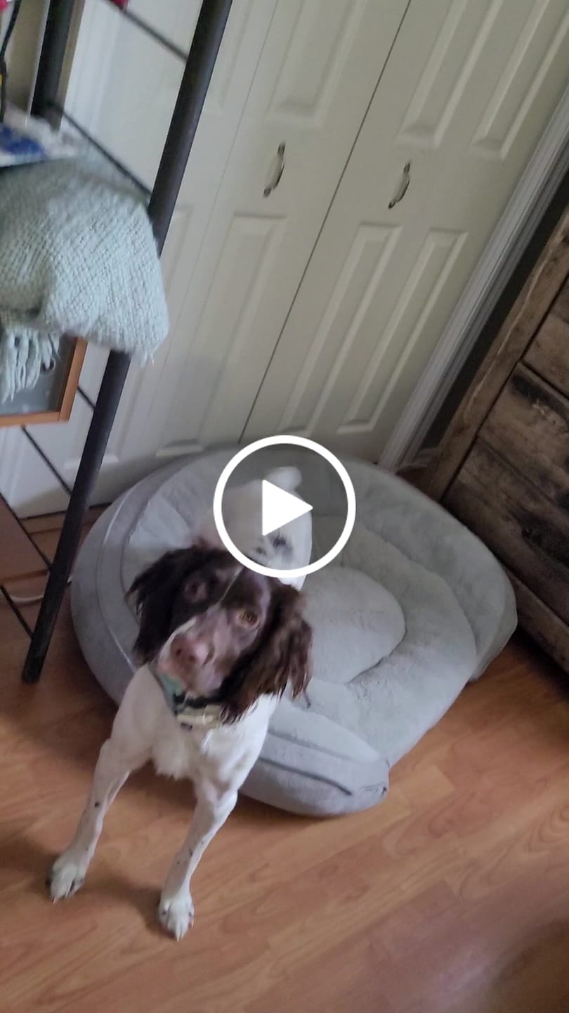 Customer video review of 12 Inch Standard Bully Stick
