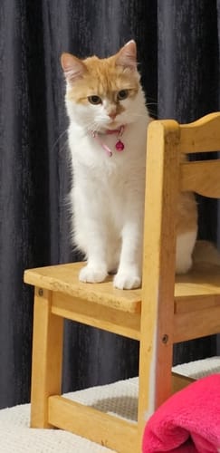 Customer photo review of 1 Month Supply – 2 Cat