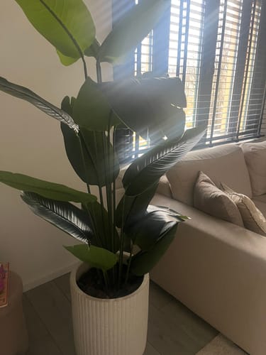 Customer photo review of Kunst Bananenplant 180cm