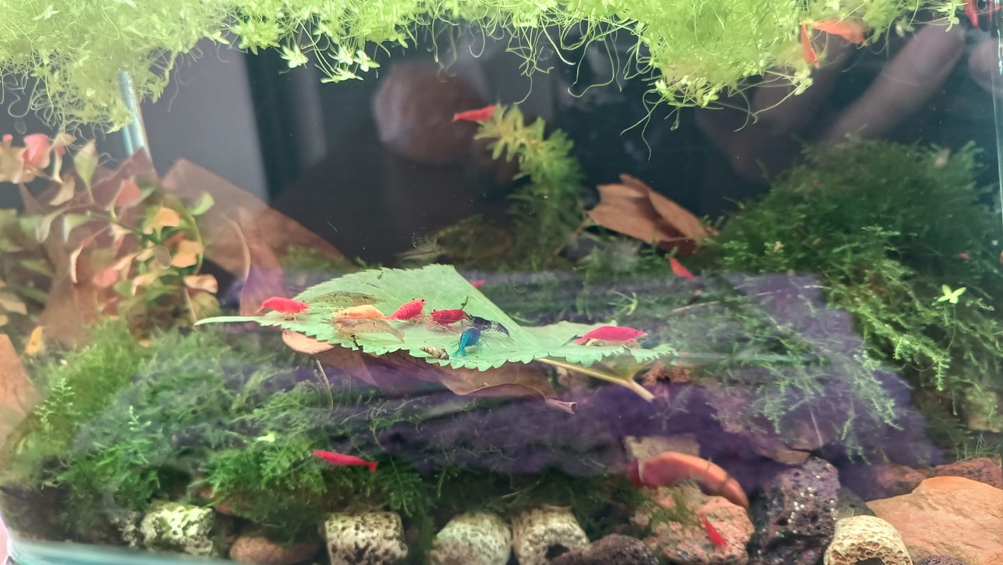 Customer photo review of Rainbow Pack Neocaridina Shrimp