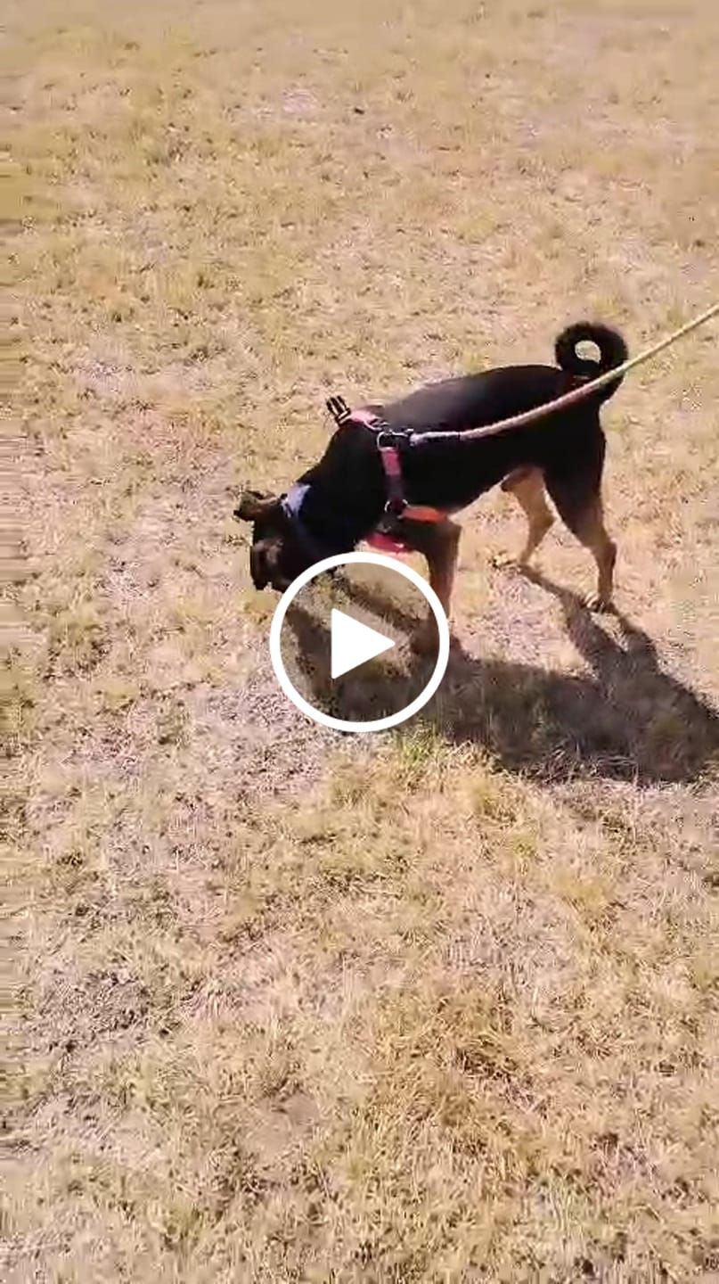 Customer video review of Ostrich Patties Natural Dog Treats