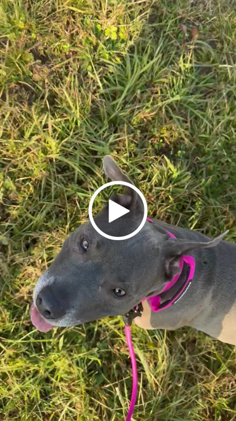 Customer video review of 4cm Combat® Collar | With Handle & Rated Clip - Magenta