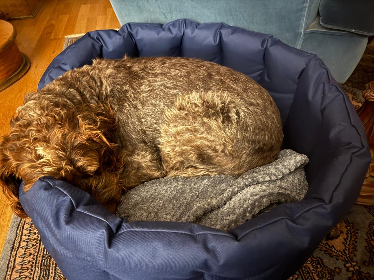 Customer photo review of Country Dog Heavy Duty Oval Waterproof Bed