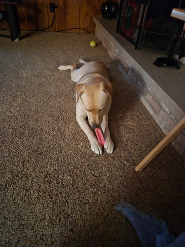 Reviewer's Labrador puppy lying on a carpet while chewing a reddish Long-Lasting Yak Chew.