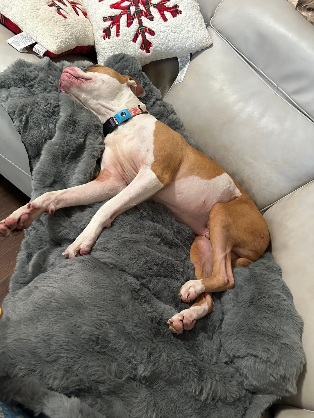 Customer photo review of Calming Fluffy Couch Cover Dog Bed - Grey