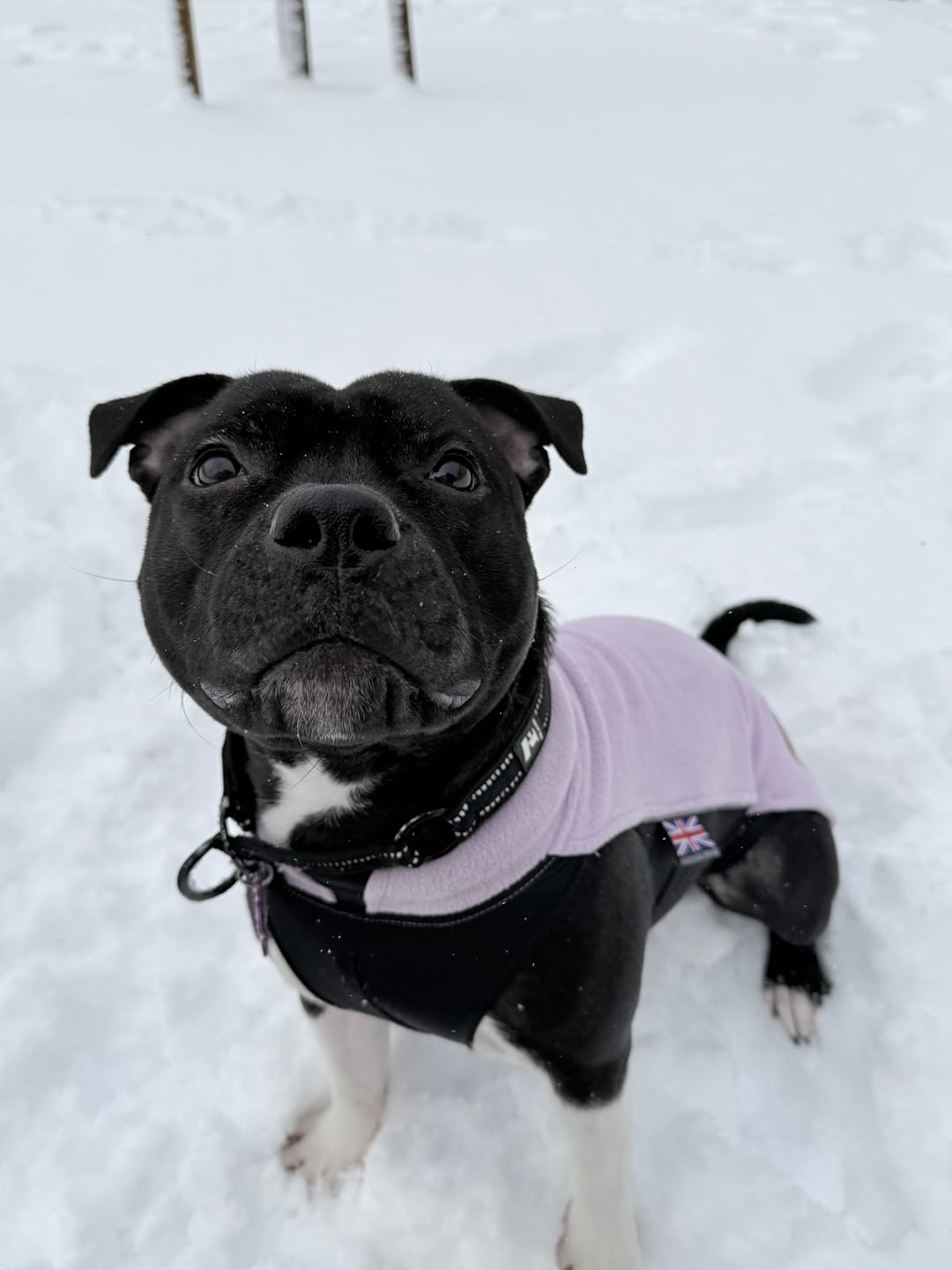 Customer photo review of Staffordshire Bull Terrier 1935® Fleece Coat - Baby Lilac