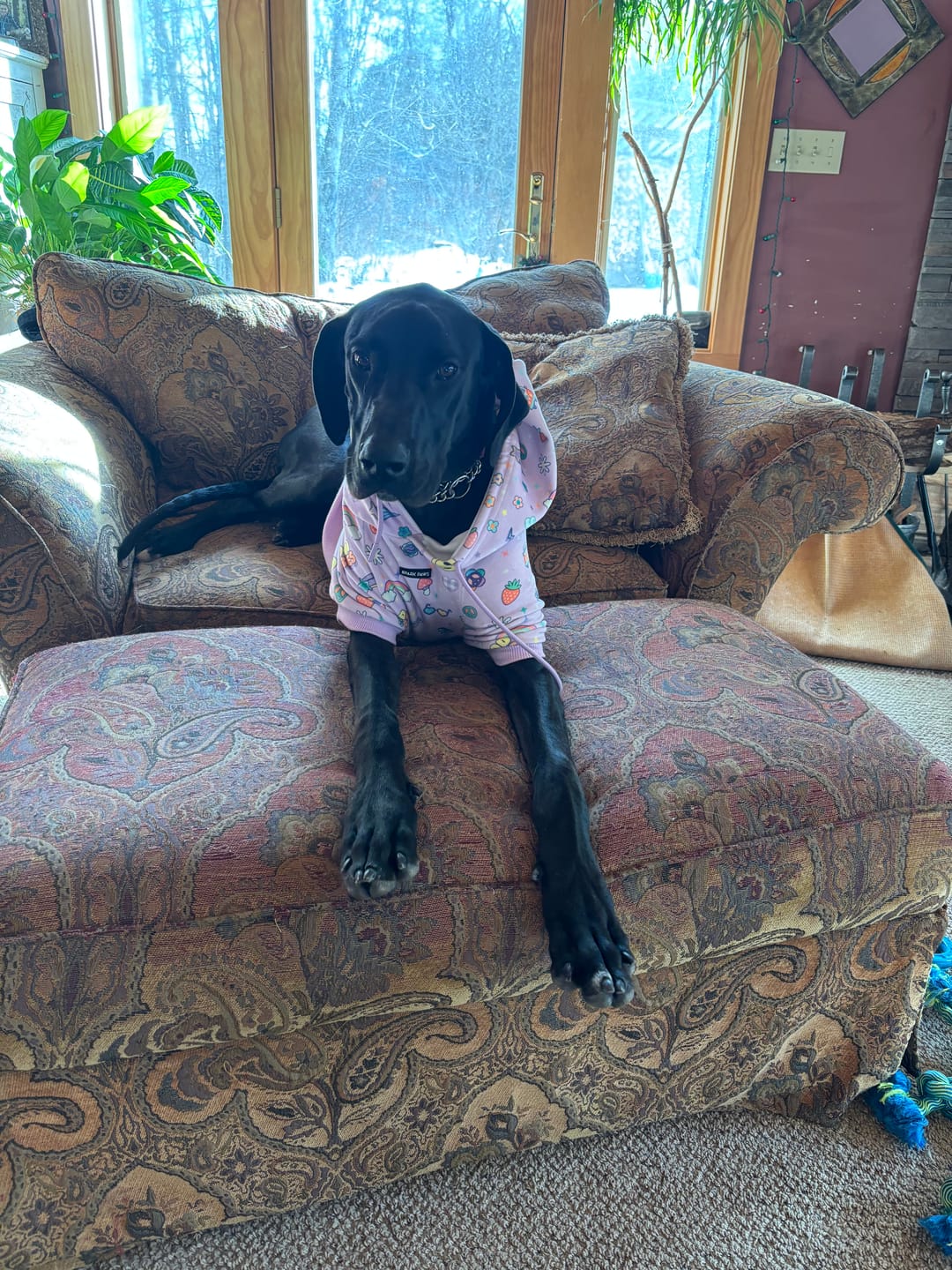 Customer photo review of Good Vibes Dog Hoodie - Purple