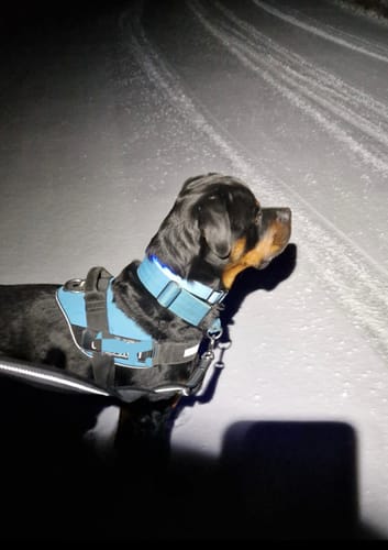 Customer photo review of Antislip Guard Leash Safe Svart - Väktarkoppel antiglid med reflex