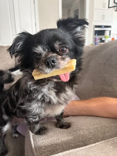 Customer's small, fluffy dog sitting on a couch and holding a Yak Chew in its mouth.