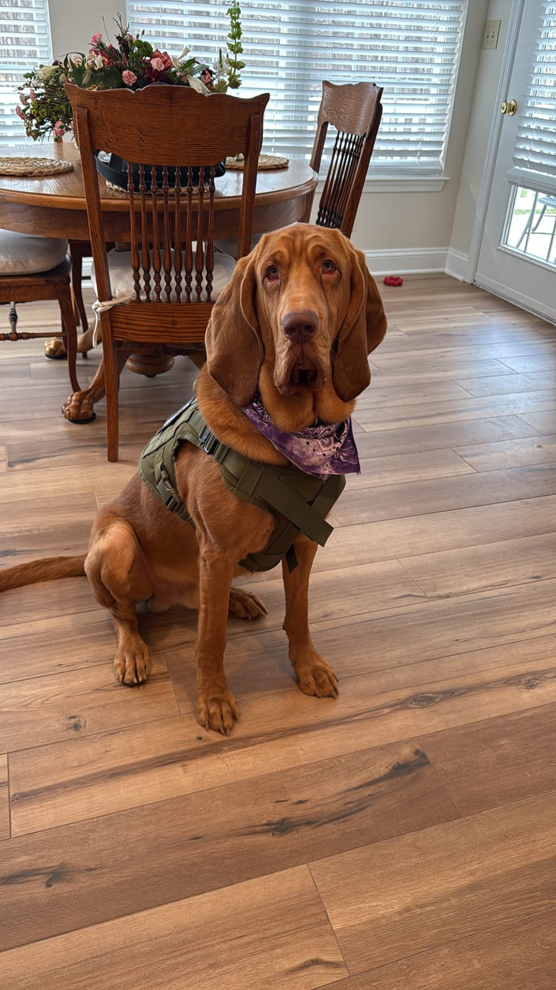 Customer photo review of Classic Heavy-Duty Tactical No-Pull Team K9™ Dog Harness With Front & Back D-Rings, Quick-Release Metal-Buckles, Hook & Loop Panels, & Top Handle