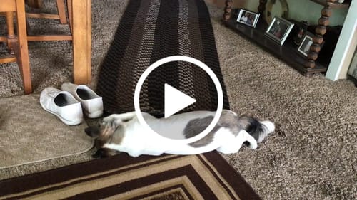 Customer video review of Freedom Joint Drops - Joint Pain Relief