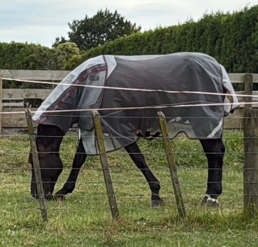 Customer photo review of LE Defender Anti-Insect Fly Rug