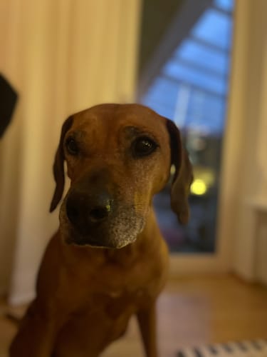Nahaufnahme des älteren Ridgebacks eines Kunden, der Lucky Belly gerne frisst.