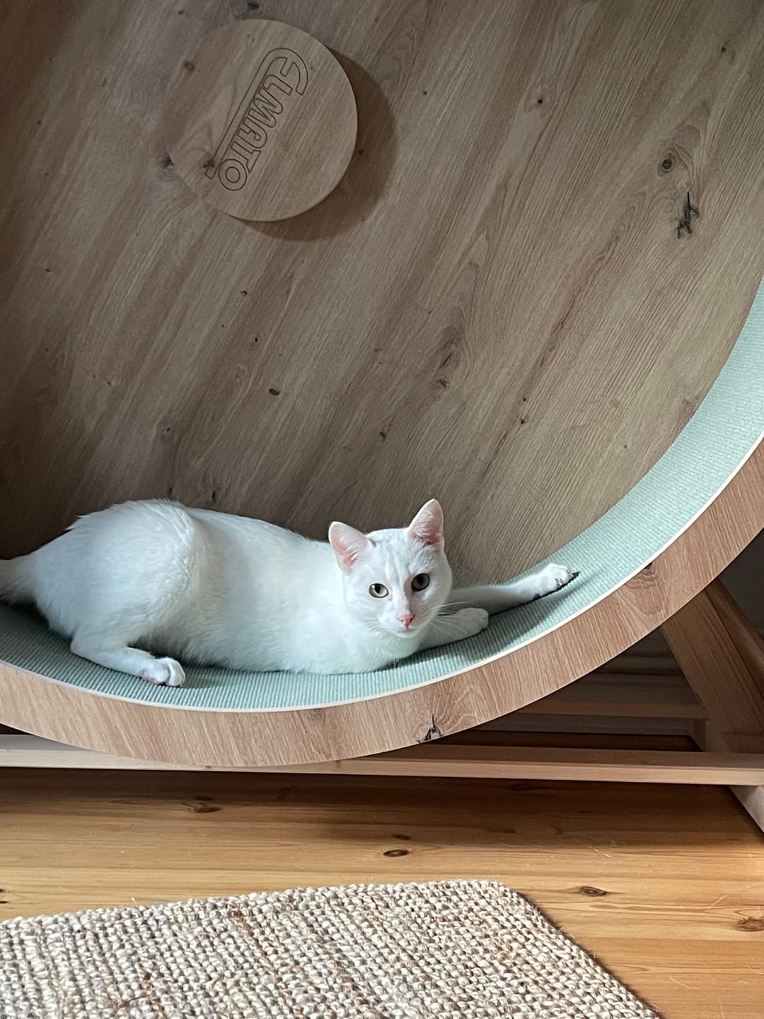 Customer photo review of Elmato Katzenlaufrad Rocky Standmodell