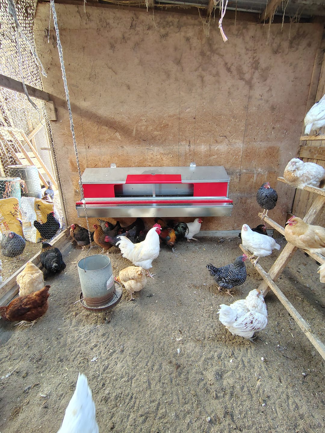 Customer photo review of X-Large (72") Reversible Rollout Nest Box (Up to 75 Hens)