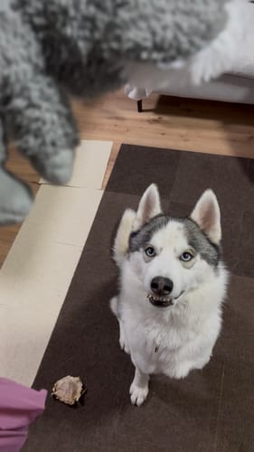 Customer photo review of FunFunPet 高機能ハーネス（お名前タグ作成サービス付き）